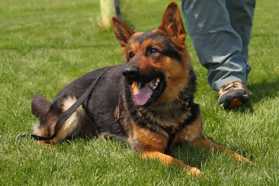 Missouri Department Mourns Loss of K-9