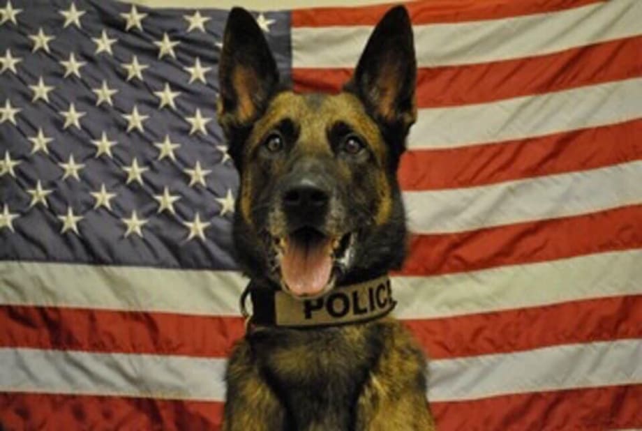 Virginia Department Mourns Loss of Recently Retired K-9 "Ringo"