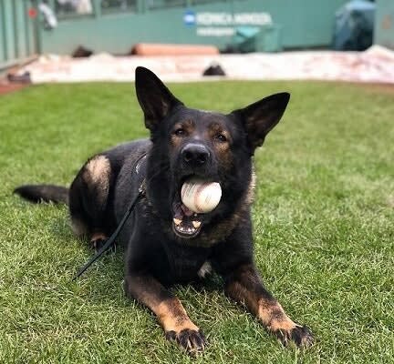 Beloved Boston K-9 Dies at 7 Years Old