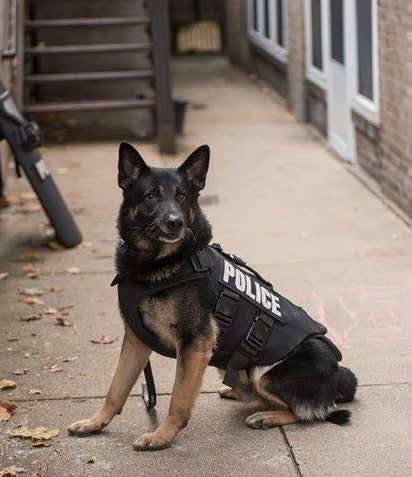 Michigan K-9 Dies from Recently Diagnosed Medical Condition