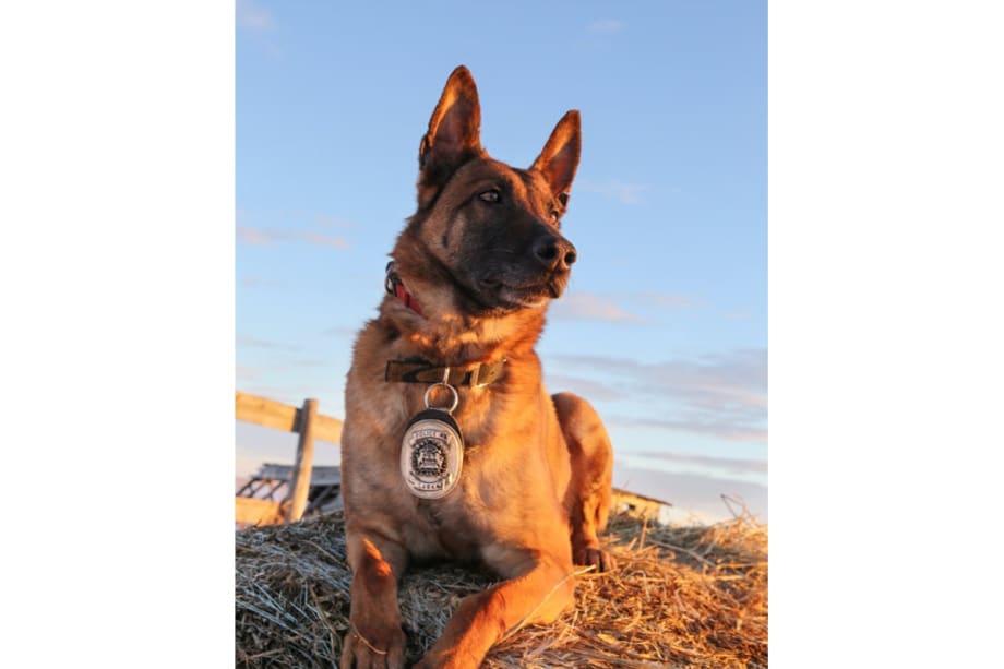 Canadian Department Mourns Loss of Retired K-9