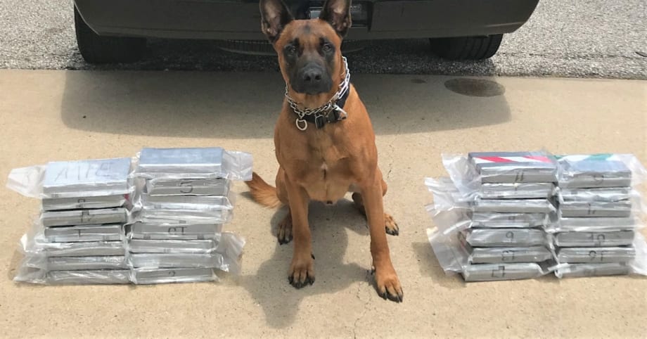 Texas K-9 Credited with $1.4 Million Cocaine Bust