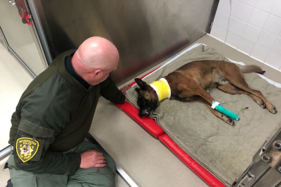 Las Vegas K-9 Stabbed During Standoff, Expected to Recover
