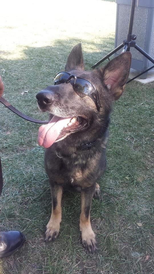 New York Department Mourns Loss of K-9 Battling Cancer