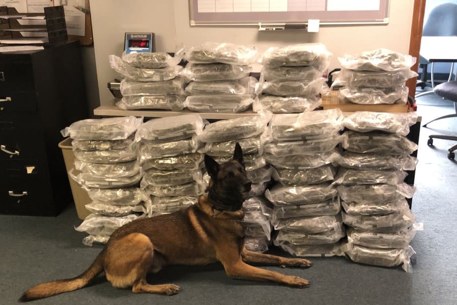 Pennsylvania K-9 Credited with 2 Big Drug Busts in 2 Days