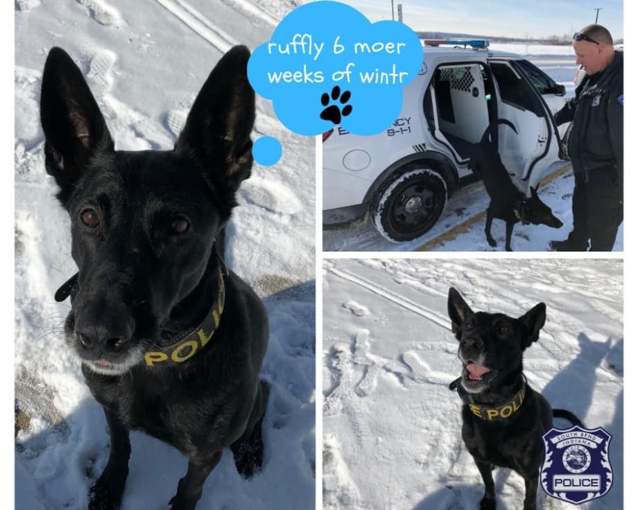 Indiana K-9 Sees Shadow on Groundhog Day, Predicts 6 More Weeks of Winter