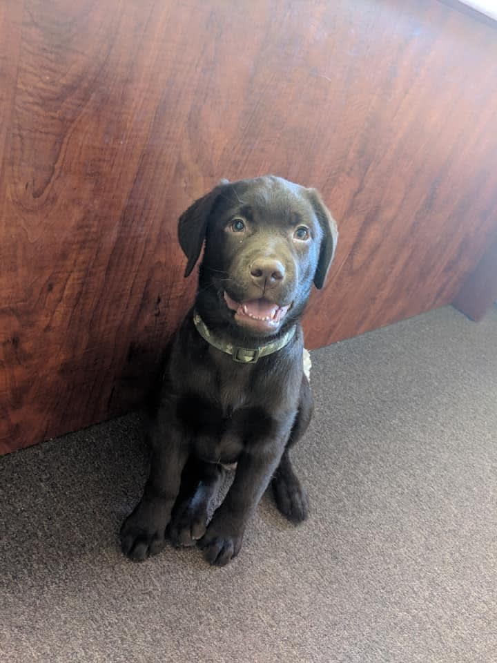 New Hampshire Agency Adds Police Dog to Reduce Stress for Victims and Officers