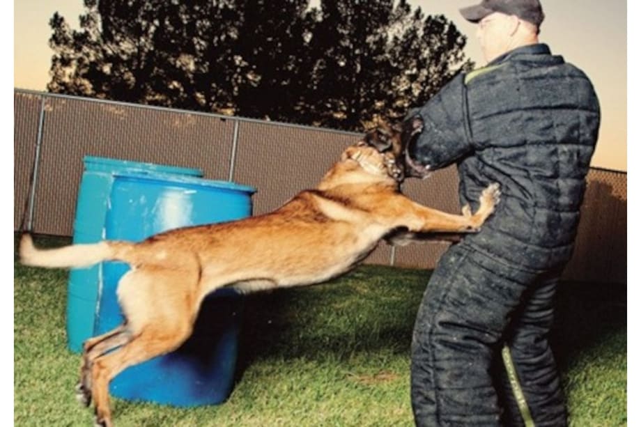 Proposed CA Bill Would End Use of K-9s During Arrests