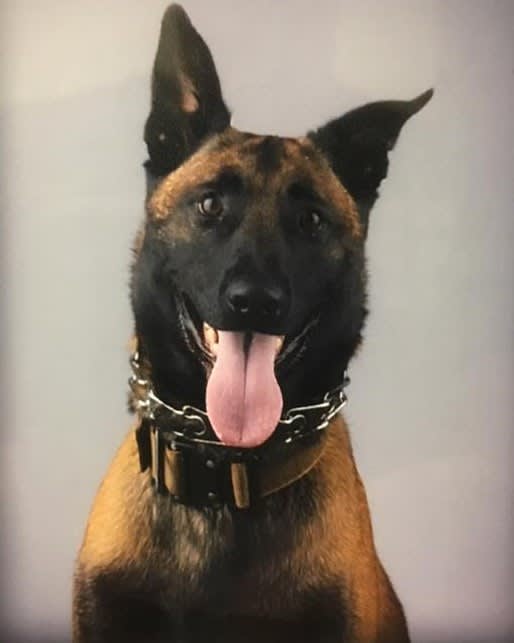 Louisiana K-9 Shot, Killed in Pursuit of Attempted Murder Suspect