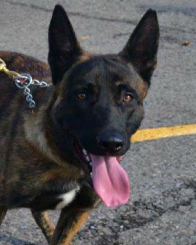 Arkansas K-9 Killed in Gunfight That Left Suspect Dead