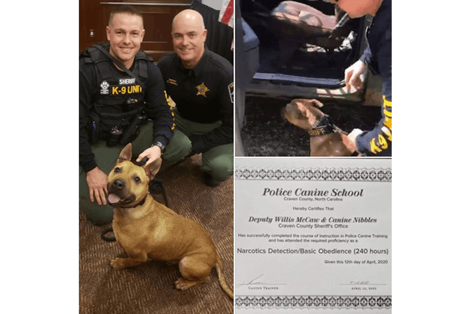 Pit Bull Rescued from Dog Fighters Becomes North Carolina K-9