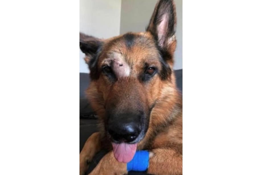 OH K-9 Stabbed, Suspect Killed by Officers