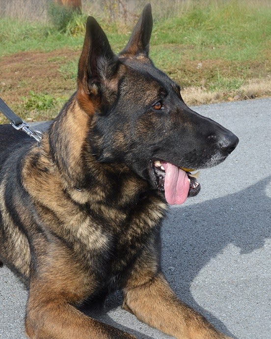 NY K-9 Dies During Training