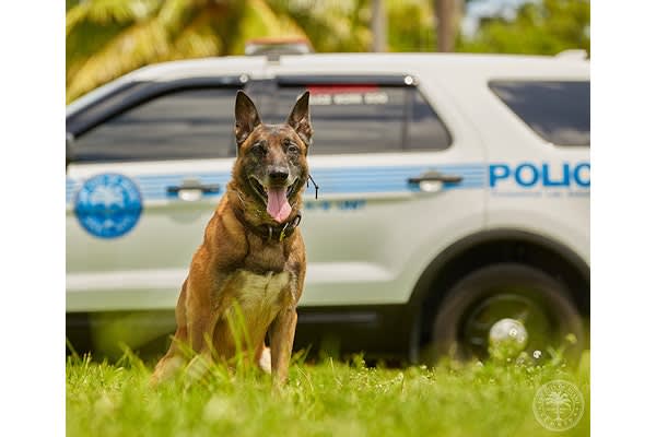 Florida K-9 Back on Duty After Cancer Surgery