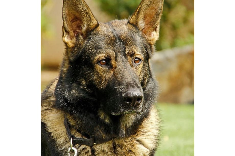 Retired California K-9 Dies Peacefully at Home