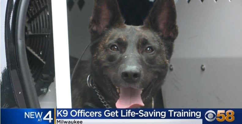 Milwaukee K-9 Handlers Receive Training to Save Injured Dogs