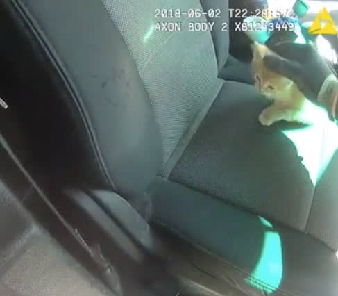 Video: Seattle Officer Arrests Man for Throwing Kitten on Pavement