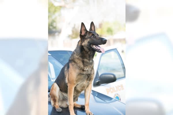 California Officer Whose K-9 Died in Hot Car Will Not Be Charged