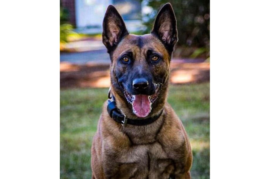 MA State Police K-9 Shot and Killed by Fugitive Suspect