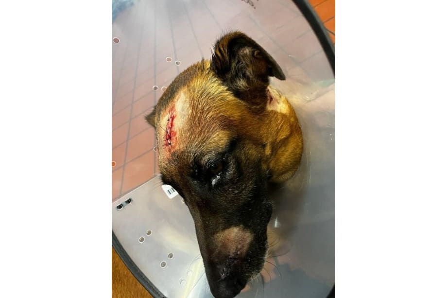 Manatee County (FL) Sheriff's K-9 Loki received 12 stitches after the attack. (Photo: Manatee County SO)[|CREDIT|]