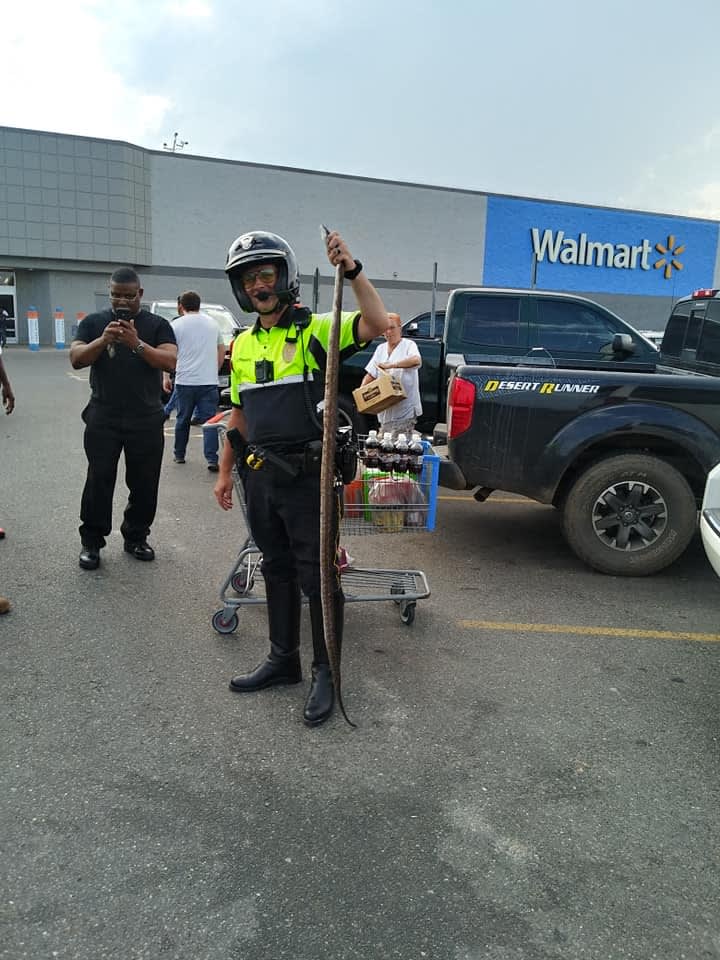 Photo: Texas Officer Captures Large Snake in Walmart Parking Lot