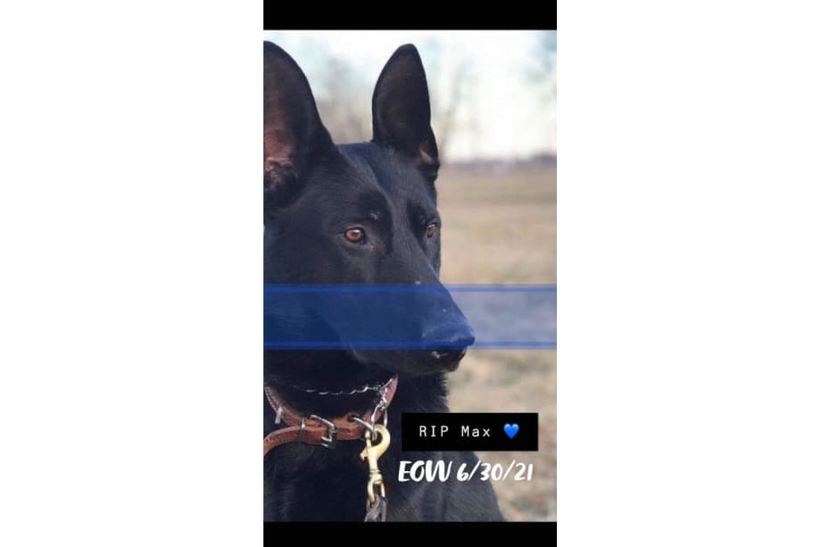 Missouri K-9 Killed at Domestic Abuse Call