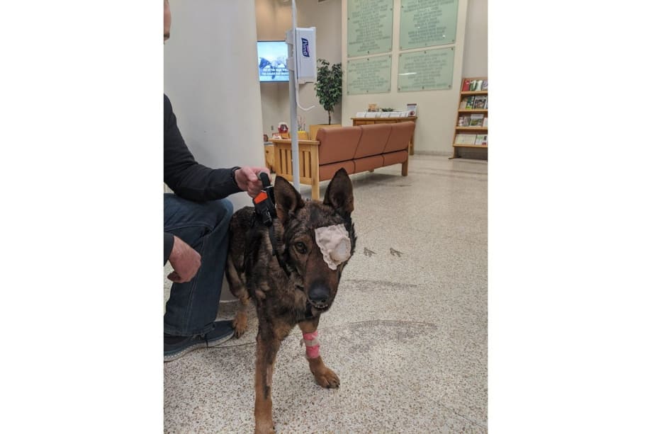 Washington K-9 Wounded in Shooting to Lose Eye and Probably be Retired