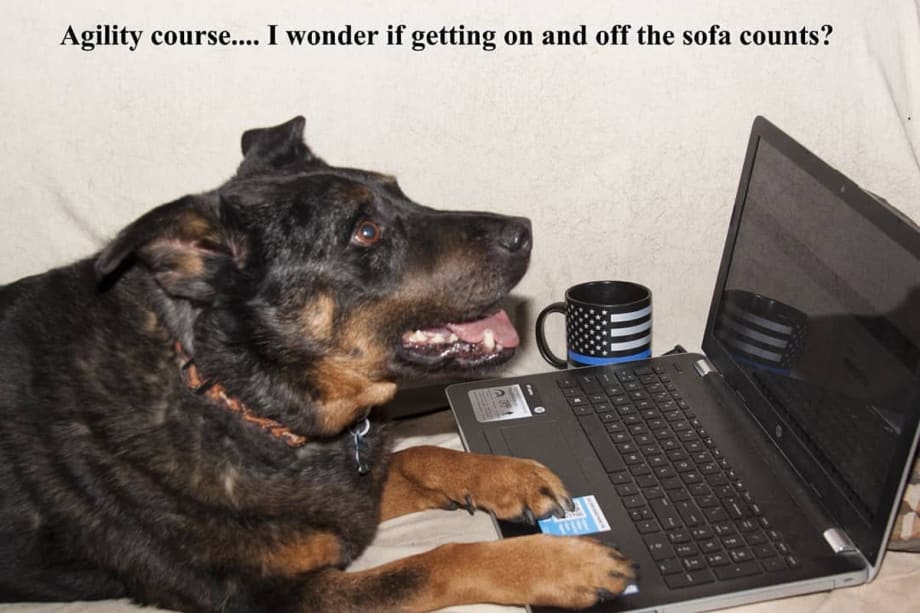 California Department Reinstating K-9 Program Has Fun on Facebook