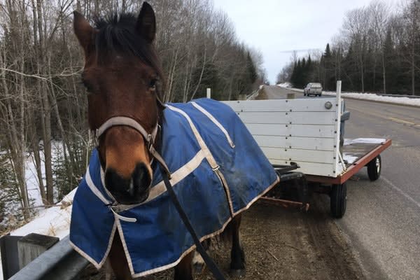 Runaway Horse and Buggy Given "Verbal Warning" in Michigan