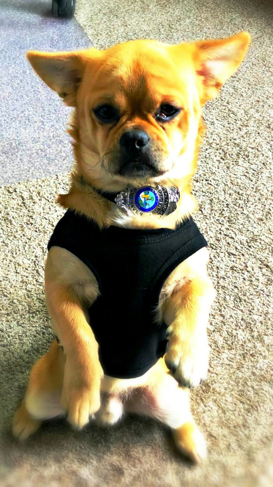 Florida Department Adopts Stray Dog, Makes him Official Therapy Dog