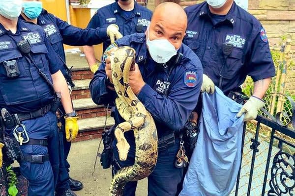 NYPD Officer Deftly Captures 8-Foot-Long Boa Constrictor