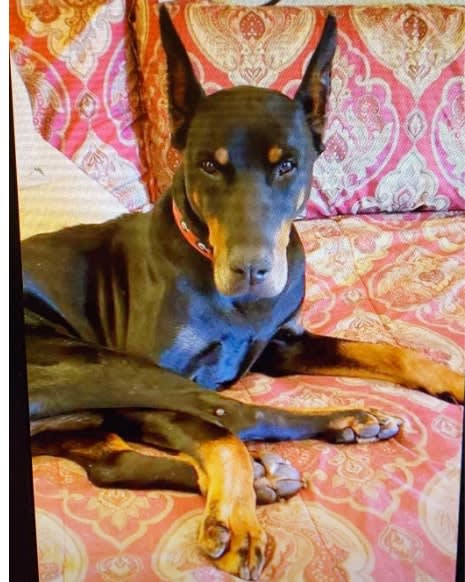 Retired Michigan K-9 Dies of Cardiac Disease