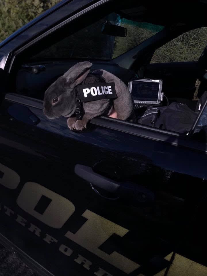 In April Fool's Gag, New Jersey Police Announce New "Drug Sniffing Bunny"