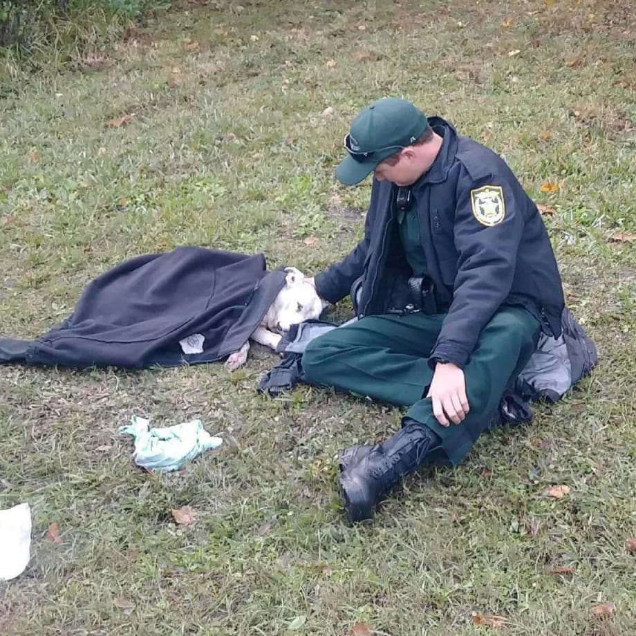 Florida Deputy Lauded for Comforting Dog Struck by Car