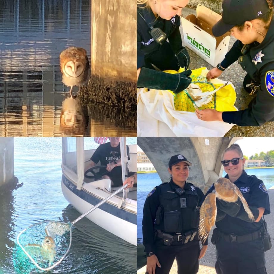 California Officers Rescue Injured Barn Owl