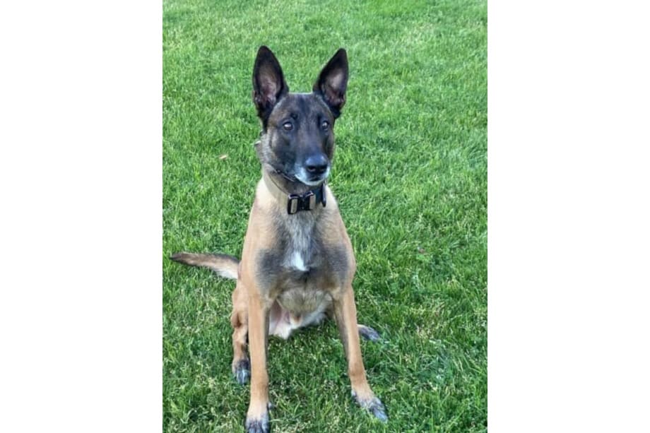 Phoenix K-9 Shot, Credited with Protecting Officers in Deadly Confrontation with Homicide Suspect