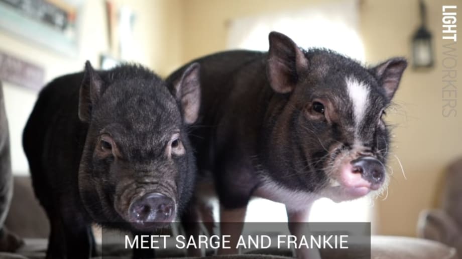 Charlotte Officer's Pet Pigs Cheer Up Kids Mourning Deaths of Brothers, Sisters