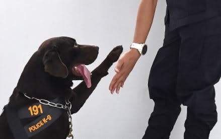 Unique Training Challenges (and Myriad Benefits) of Police K-9 Units