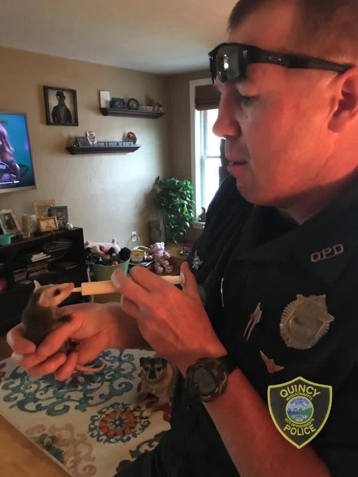 Massachusetts Officer Rescues Baby Opossum