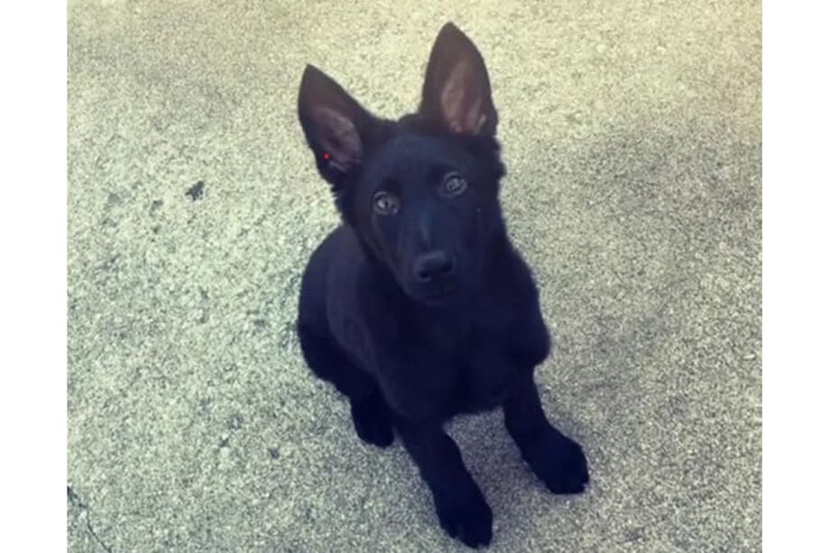 Kansas Officer's Puppy Decapitated in Apparent Targeted Attack