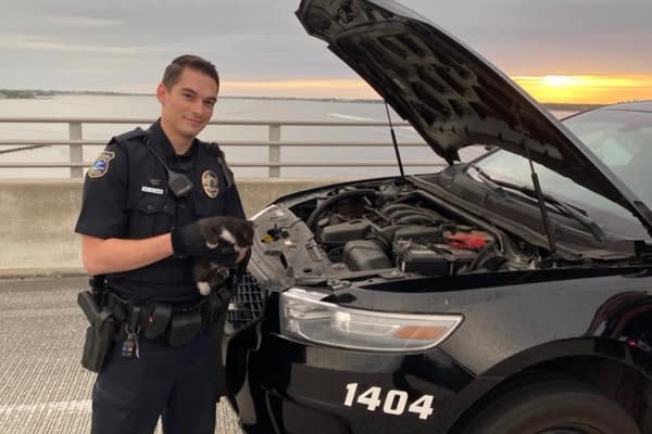 Florida Officer Rescues Kitten from Patrol Car Engine Compartment