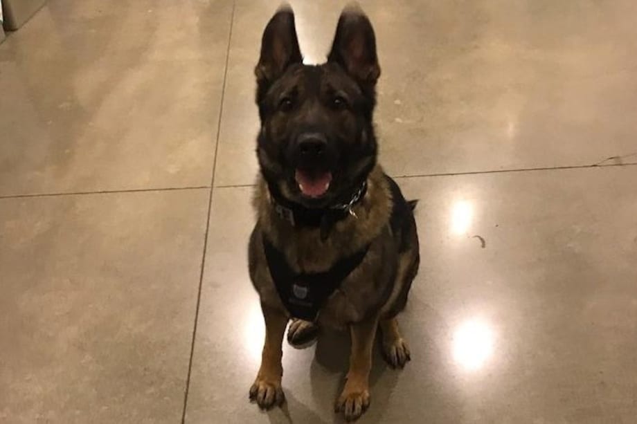 Washington K-9 Killed While Tracking Homicide Suspect