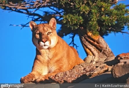 CA Deputy Kills Mountain Lion Stalking Trail Walkers