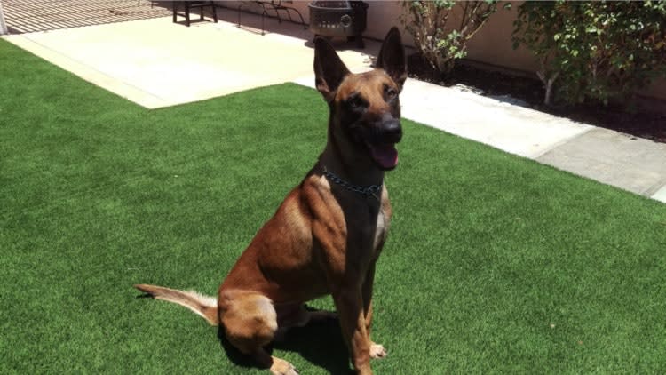San Diego K-9 Stabbed at Domestic