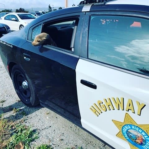 California Highway Patrol Rescue Baby Sea Lion on Busy Freeway