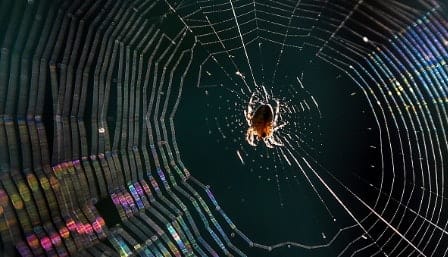 Australian Police Called Over Man Attempting to Kill a Spider