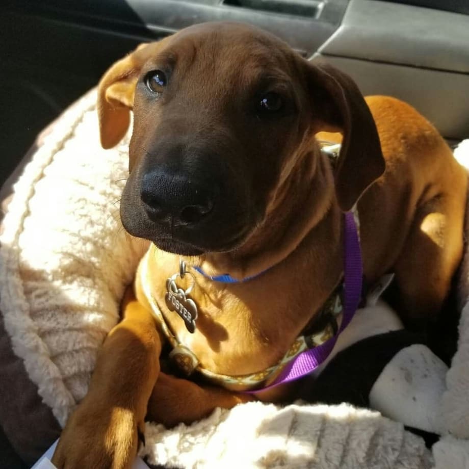 Sacramento Police Dispatcher On Duty During Murder of Officer Adopts Therapy Dog