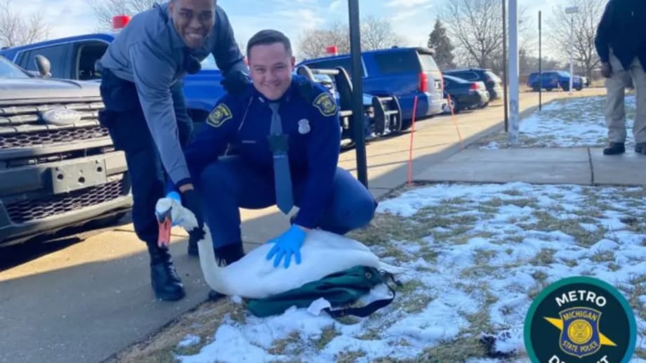 Trooper Rescues Swan from Detroit Highway
