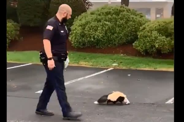 Massachusetts Officer Rescues Trapped Skunk Without Getting "Skunked"
