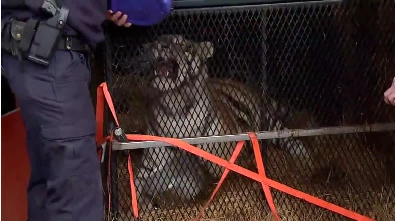 Texas Police Called to Rescue Caged Tiger in Abandoned Building